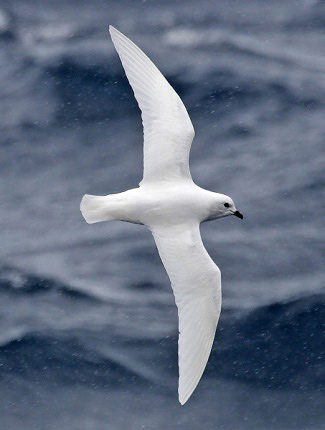 Photograph of Snow Petrel