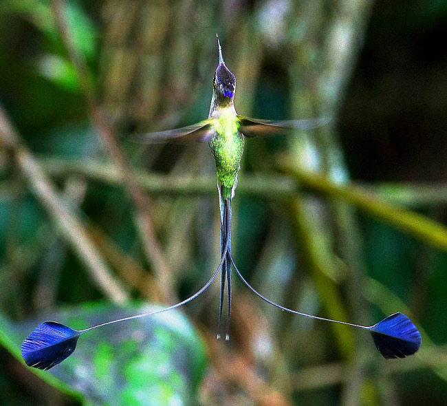 Photograph of Marvellous Spatuletail