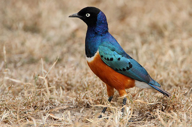 Photograph of Superb Starling
