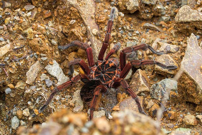 Photograph of Tarantula