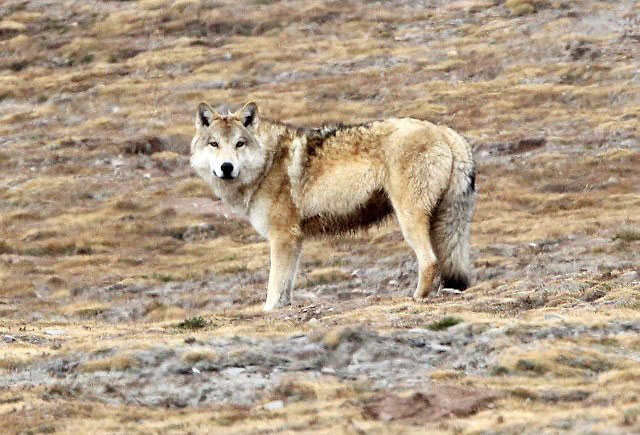 Photograph of Tibetan Wolf