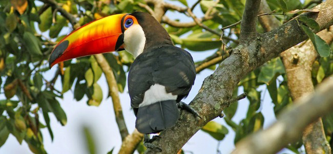 Photograph of Toco Toucan