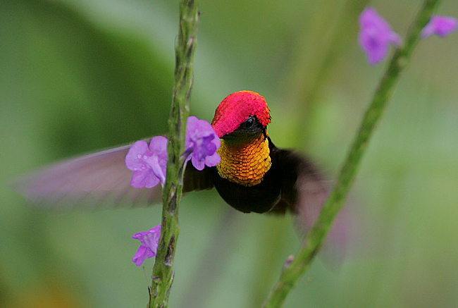 Photograph of Ruby Topaz