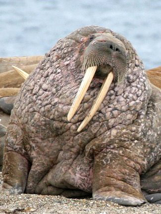 Photograph of Walrus