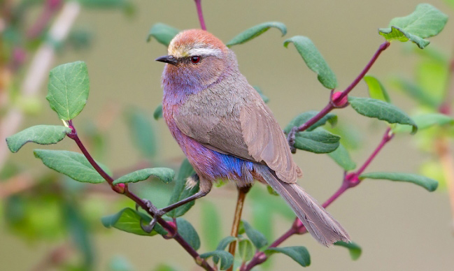 Photograph of White-browed Tit-warbler