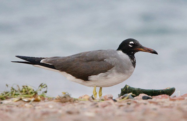 Photograph of White-eyed Gull