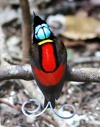Photograph of Wilson's Bird-of-paradise