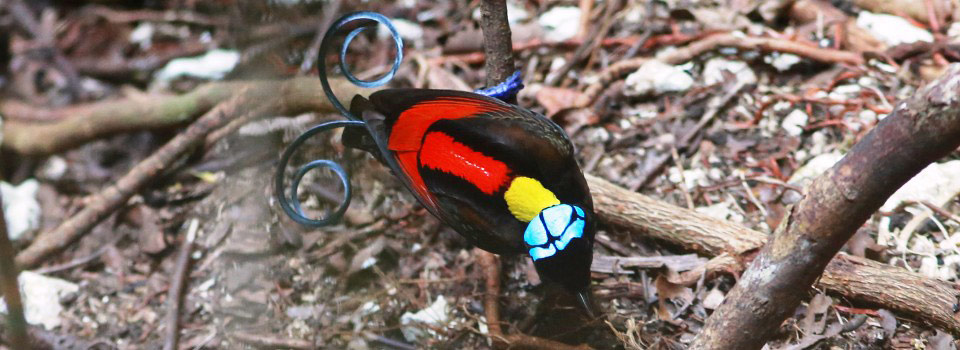 Photograph of Wilson's Bird-of-paradise