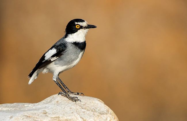 Photograph of Ground Batis or White-tailed Shrike