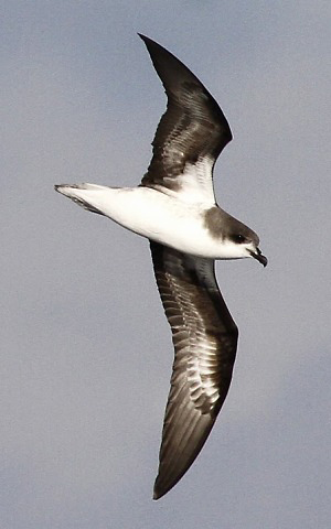 Photograph of Zino's Petrel
